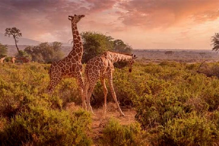 Riley, 35 — Escort in Ijara, Kenya