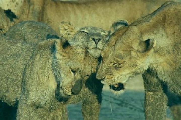 Riley, 37 — Escort in Ruaha, Tanzania