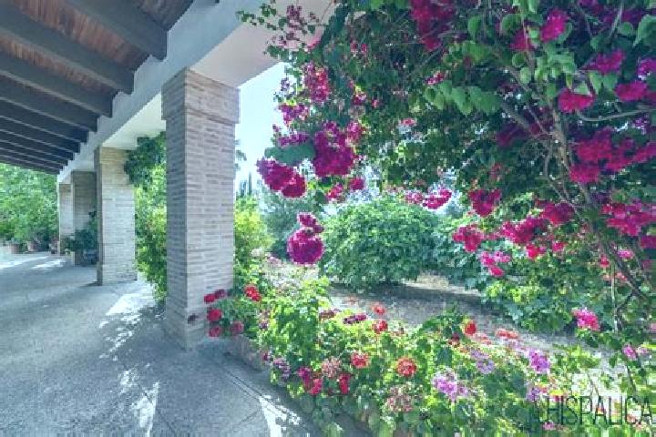 Rose, 20 — Escort in Penaflor, Spain