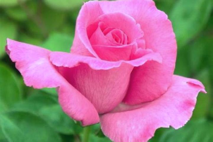 Rose, 23 — Escort in Alpestre, Brazil