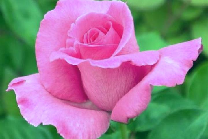 Rose, 23 — Escort in Altorf, France