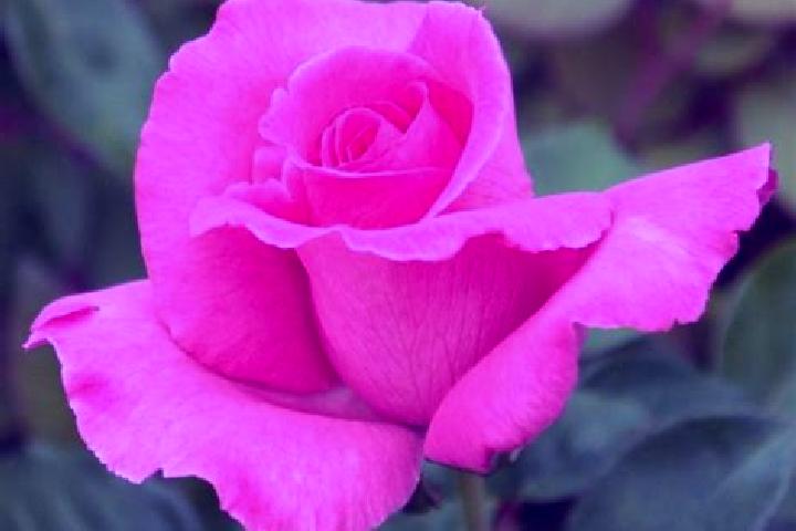 Rose, 23 — Escort in Blacqueville, France
