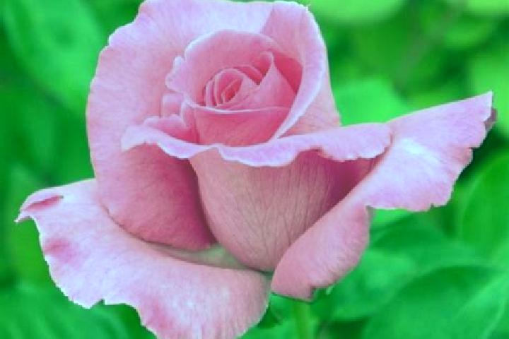 Rose, 23 — Escort in Downs, United States