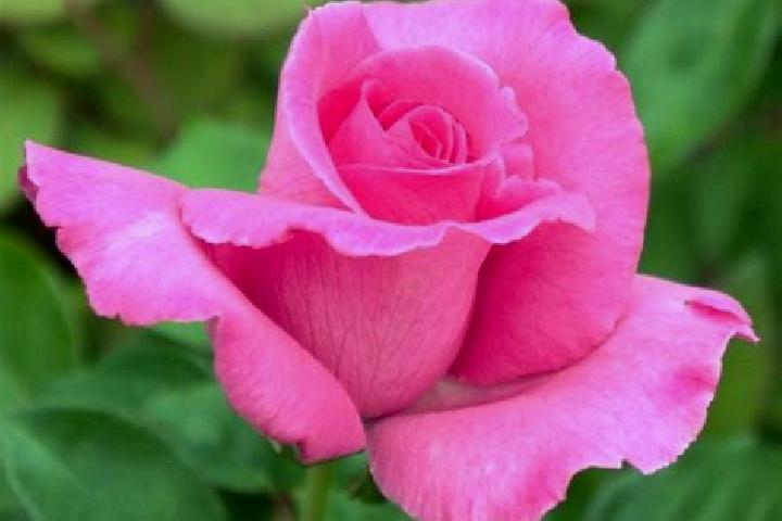 Rose, 23 — Escort in Guarei, Brazil