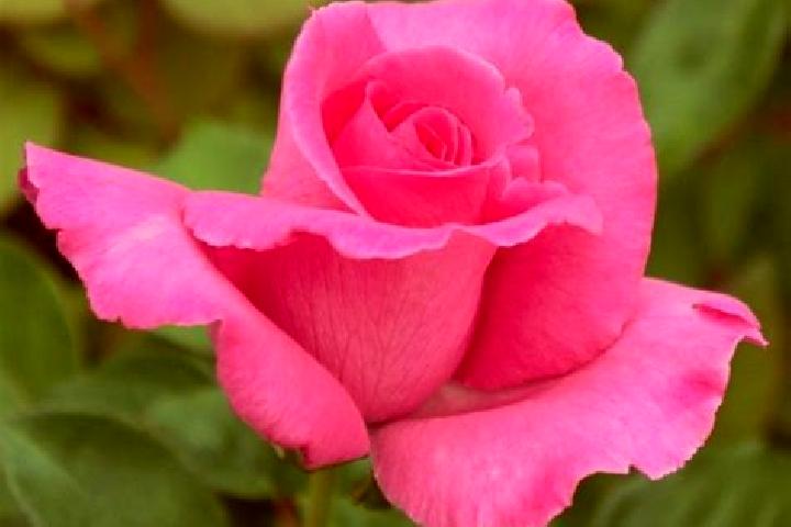 Rose, 23 — Escort in Kanbara, Japan