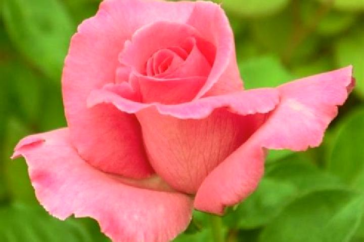 Rose, 23 — Escort in Karbach, Germany