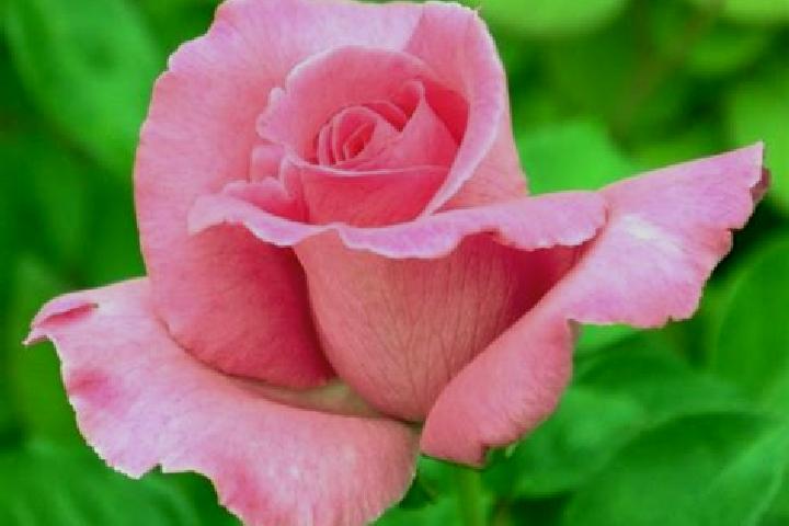 Rose, 23 — Escort in Kolt, Denmark