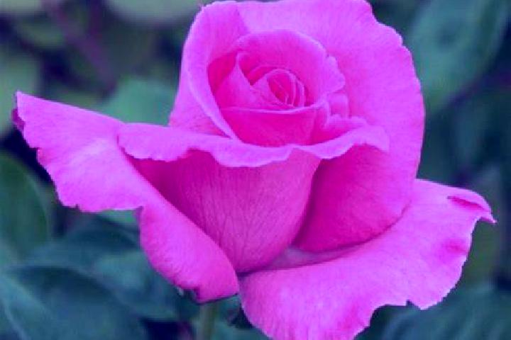 Rose, 23 — Escort in Montrottier, France