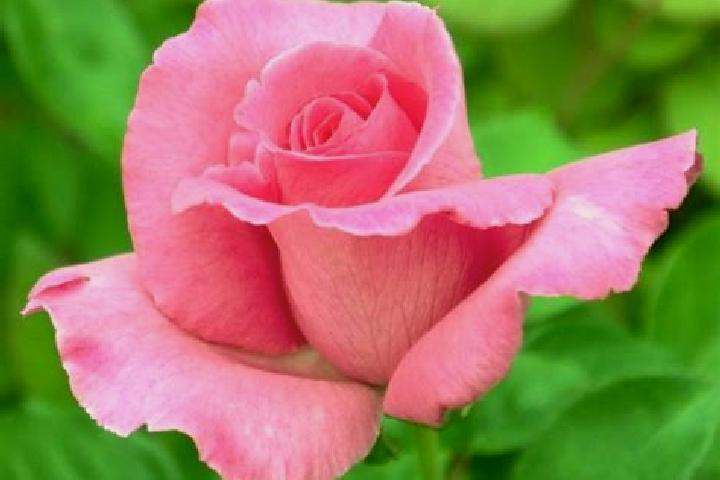 Rose, 23 — Escort in Naque, Brazil