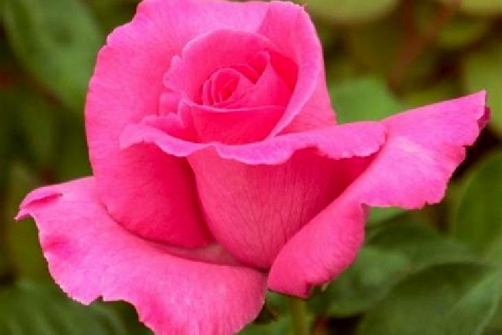 Rose, 23 — Escort in Ravine, United States