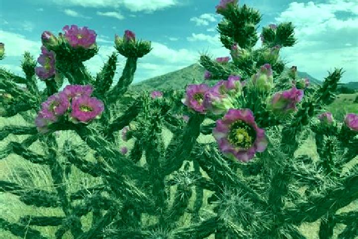 Rose, 23 — Escort in San Gabriel Chilac, Mexico