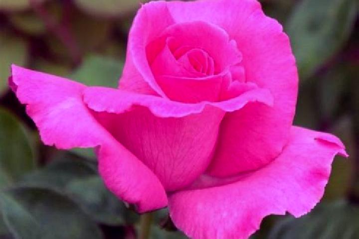 Rose, 23 — Escort in Sauzal, Spain