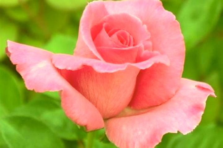 Rose, 23 — Escort in Shoujiang, China