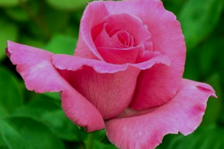 Rose, 23 — Escort in Tenjay, Mexico