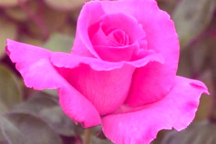 Rose, 23 — Escort in Treubach, Austria