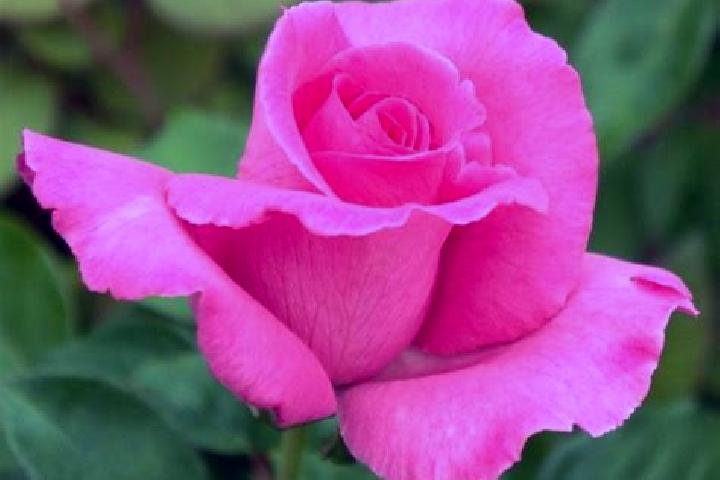 Rose, 23 — Escort in Ulucak, Turkey