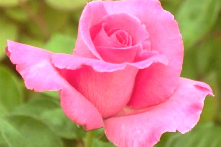 Rose, 23 — Escort in Voulx, France