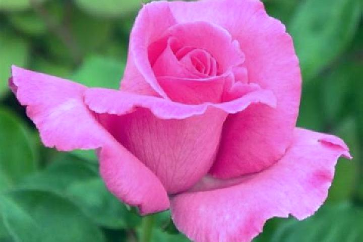 Rose, 23 — Escort in Ychoux, France