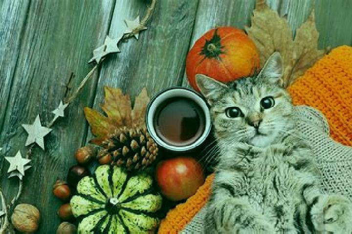 Rose, 24 — Escort in Cat, Turkey