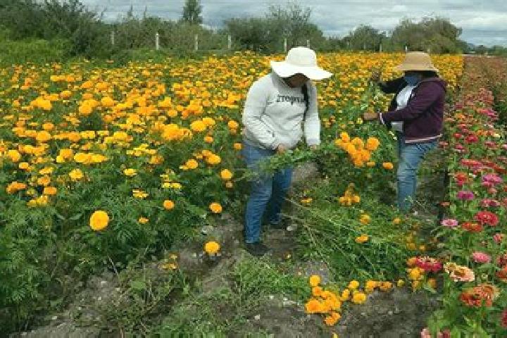Rose, 24 — Escort in Doxey, Mexico
