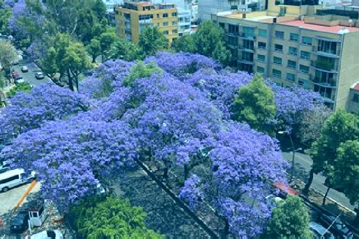 Rose, 27 — Escort in Las Jacarandas, Mexico