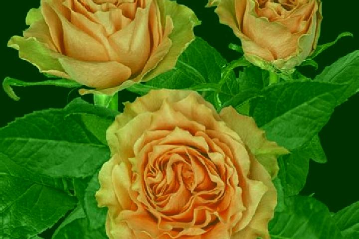 Rose, 28 — Escort in Oyambarillo, Ecuador