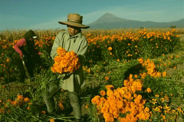 Rose, 28 — Escort in Tepetzingo, Mexico