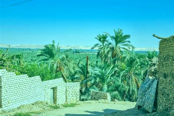 Rose, 29 — Escort in Al Bawiti, Egypt