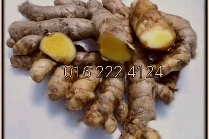Rose, 29 — Escort in Tumu, Indonesia
