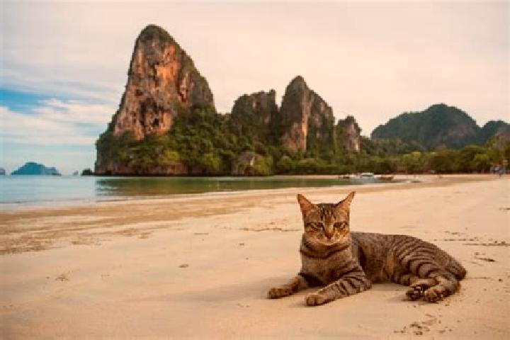 Rose, 30, a blonde grey-eyed caucasian companion based in Bonneau Beach. Offering Massage, Travel Companion, Fetish, CIM. Available for incall and outcall, d...