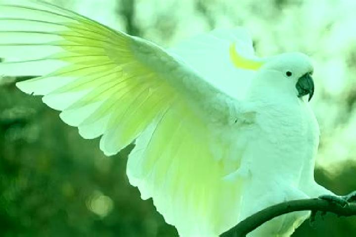 Rose, 30 — Escort in Cockatoo, Australia