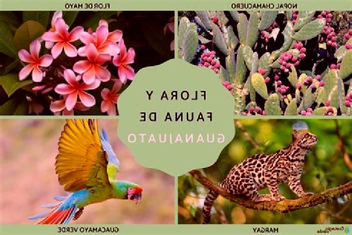 Rose, 30 — Escort in Plan Guanajuato (La Sandia), Mexico