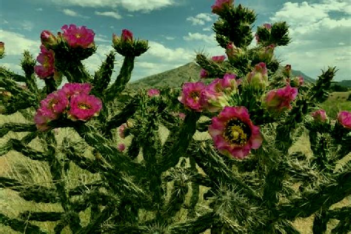 Rose, 30 — Escort in San Gabriel Chilac, Mexico