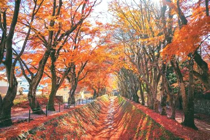 Rose, 30 — Escort in Yamanashi, Japan