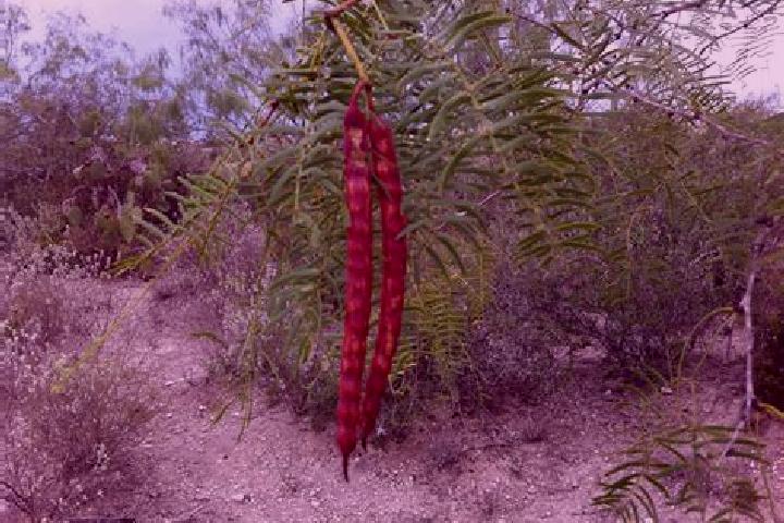 Rose, 31 — Escort in El Mezquitillo, Mexico