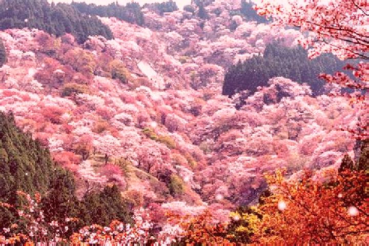 Rose, 31 — Escort in Settsu, Japan