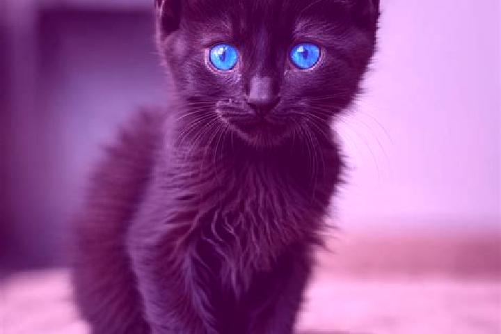 Rose, 33, a black blue-eyed mediterranean companion based in Williamstown. Offering Dinner Date, BDSM, OWO. Available for incall and outcall, day and evening...