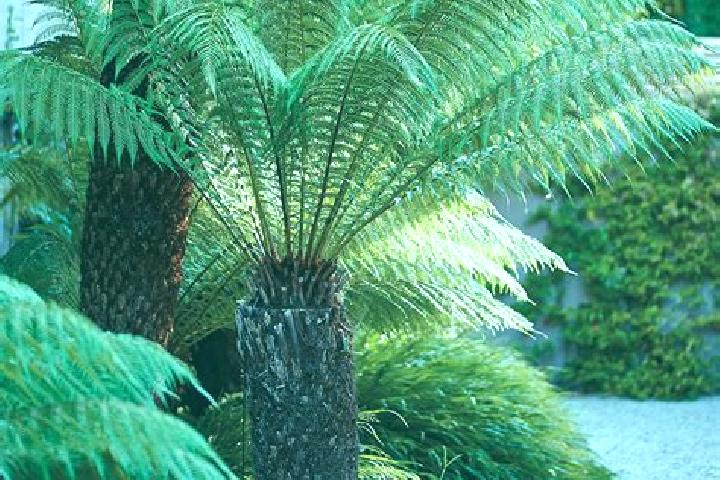 Rose, 33 — Escort in Fern Tree, Australia