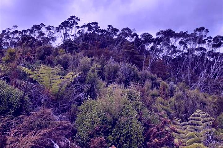 Rose, 34 — Escort in Halfway Bush, New Zealand