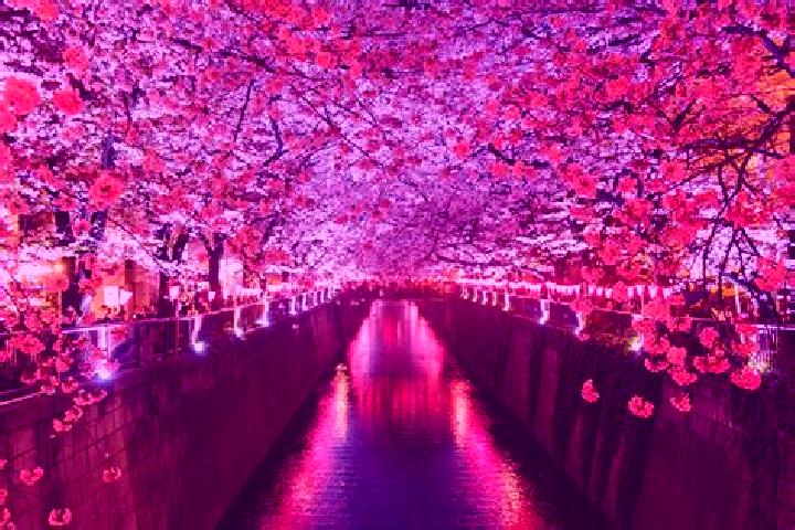 Rose, 34 — Escort in Sakura, Japan