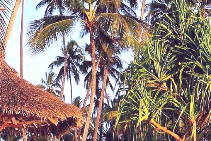 Rose, 35 — Escort in Chala, Tanzania