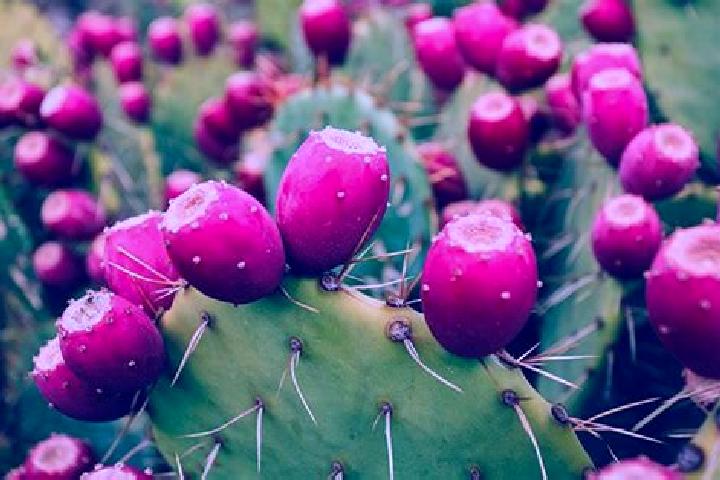 Rose, 35 — Escort in Los Miranda (El Xoconoxtle de Abajo), Mexico