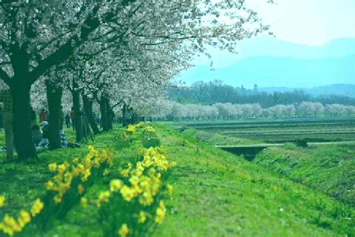 Rose, 35 — Escort in Sakado, Japan