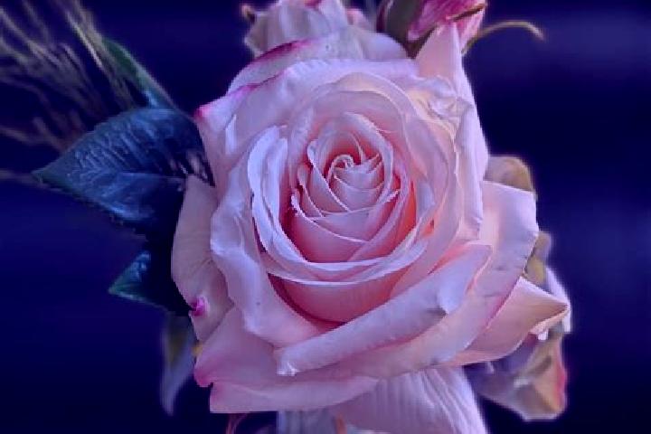 Rose, 35 — Escort in Vase, Slovenia