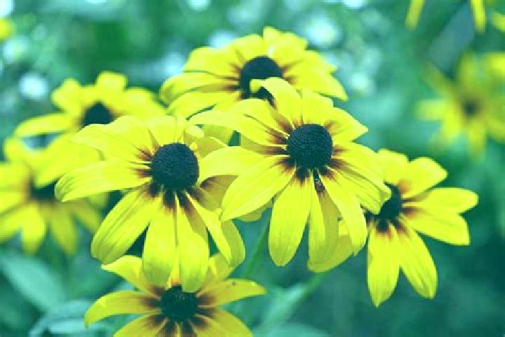 Rose, 36, a black brown-eyed caribbean companion based in Liubeshiv. Offering CIM, GFE, Erotic Massage, Couples, Striptease. Available for incall and outcall...
