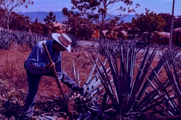 Rose, 37 — Escort in San Juan Bautista Jayacatlan, Mexico