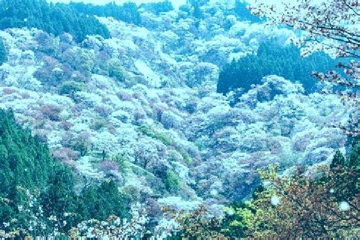 Rose, 37 — Escort in Settsu, Japan