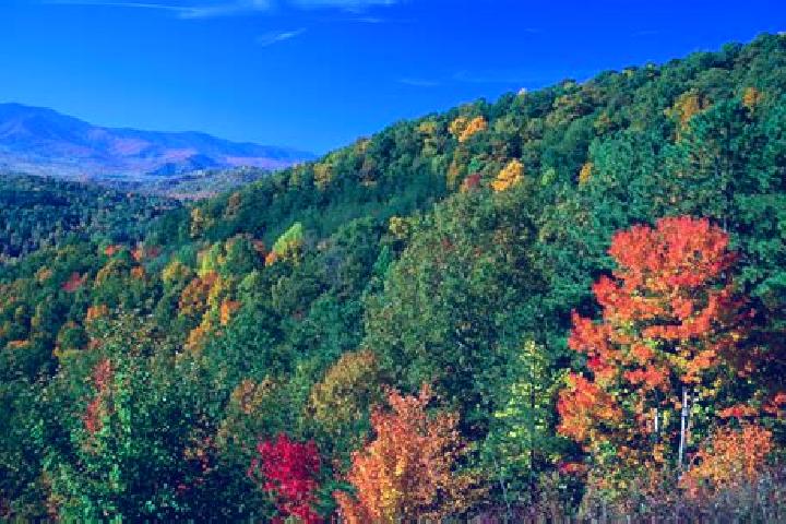 Rose, 38 — Escort in Green Forest, United States