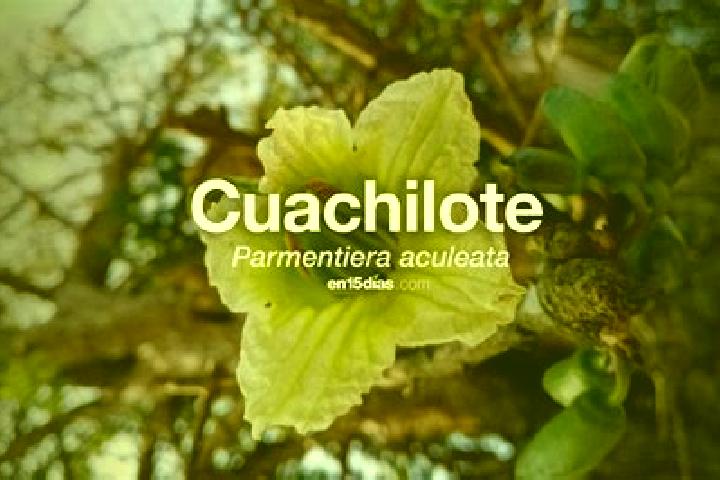 Rose, 39 — Escort in Aguapinole (Cuapinole), Mexico
