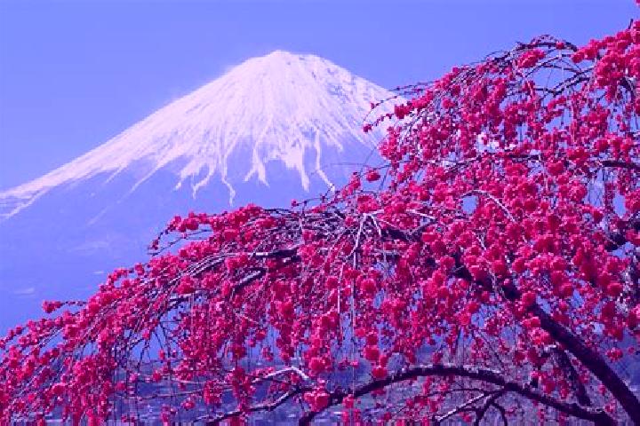 Rose, 39 — Escort in Hokuto, Japan